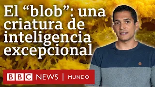 El "blob" la Extraordinaria Criatura que Cuestiona Si Somos la Especie Más Inteligente - BBC 7SEP'22