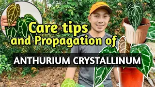 COMPLETE CARE GUIDE AND PROPAGATION OF ANTHURIUM CRYSTALLINUM