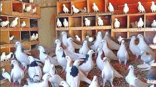 Голуби Генриха Костаняна. Армянские Гаревизы. АРМЕНИЯ. Armenian Gareviz Doves. ARMENIA.