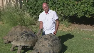 Reward offered to find suspects accused of killing tortoise in Phoenix | FOX 10 AZAM