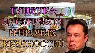 ТУШЕНКА ИЗ СВЕРЧКОВ. КОРМЛЕНИЕ ВСЕЙ МОЕЙ ЖИВНОСТИ. КАК ТЕБЕ ТАКОЕ ИЛОН МАСК?