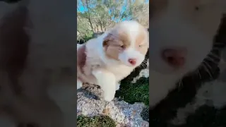 Tik Tok Chó Phốc Sóc Mini 😍 Funny and Cute Pomeranian #dogscutetiktok #short #shorts #43