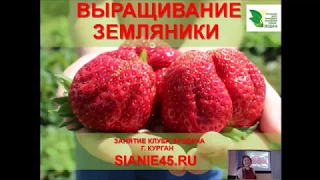 Выращивание земляники                                               #земляникасадовая