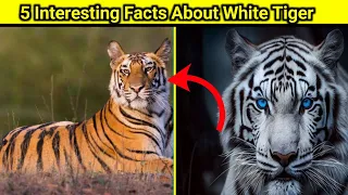 Top 5 Interesting Facts About White Tiger 🐯🐯