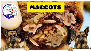 Maggots Removal in Dog | Maggot Wound Treatment