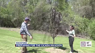 Stateline businesses give tips on how to prepare for cicada invasion