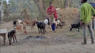 Village Life India Daily Routine Working In India || Real Life in Village || Indian Real Village...