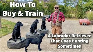 How To Buy & Train A Labrador Retriever Puppy To Go Hunting Sometimes