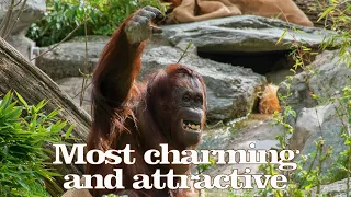 Sol is the most charming and attractive lady#funny#orangutans#funnyanimals#funnyvideo#zoo