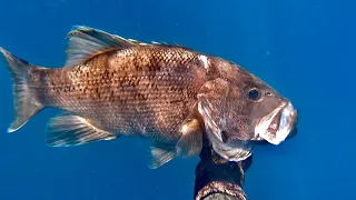 Spearfishing WA Dhu fish and freediving for Crayfish - Early Spring diving in Perth