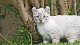 Lynx Hybrid - Exotic &  Rare Big Cat Goliath Kittens 7 weeks old