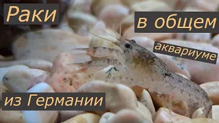 Карликовый рак cambarrelus diminutus