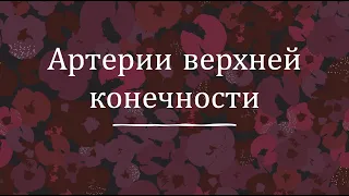 Артерии верхней конечности - анатомия сердечно-сосудистой системы (ССС)