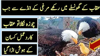 A chicken egg is placed into an eagle nest what happened next was interesting