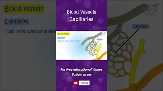 Human Circulatory System | Heart, Blood Vessels, Capillaries | Circulatory System | Science #shorts