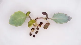 Cabbage (Kohlrabi) seeds germinate in time-lapse