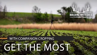 Companion Cropping for your Food Plots | Building Whitetails | SPYPOINT