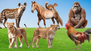 Amazing Sounds of Familiar Animals Around Us: Horse, Lioness, Orangutan, Hyena - Cute Little Animals