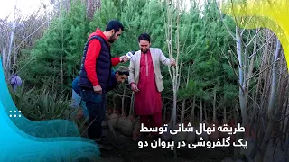 The seedling method by a florist in Parwan 2, Kabul / طریقه نهال شانی توسط یک گلفروشی در پروان دو