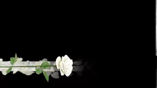 Футаж Белая роза бордюр