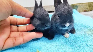 Rabbit Growth - Cute Baby Rabbits Growing Up #animals