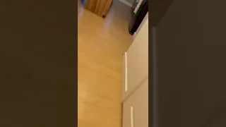 Orange Cat REACTS to owner coming home.