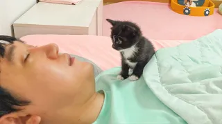 What Do Kittens Do While You Sleep?