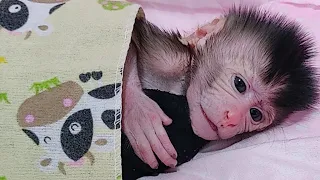 Activity Newborn Baby Monkey Boy Just Wokeup