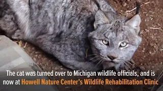 Lynx captured in lower Michigan