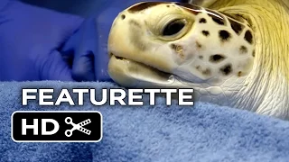Dolphin Tale 2 Featurette - Sequel To a True Story (2014) - Morgan Dolphin Drama HD