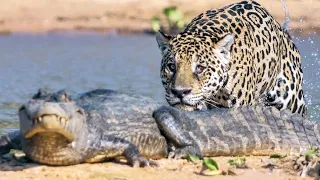 15 Animals That Could Defeat A Crocodile