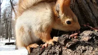 Покормил белок / Fed the squirrels