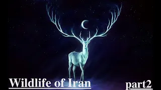 Iranian wildlife - animals of Iran - Pirouz - with subtitle - part2