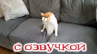 Приколы с котами! С ОЗВУЧКОЙ! Самые смешные животные! Смешные коты и собаки!