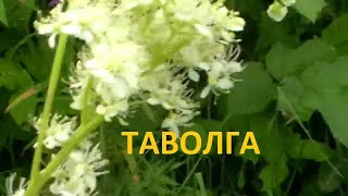 #лекарственные травы#:10 лучших:: таволга( лабазник) -  полезные свойства, места произрастания.