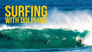 Surfing With Dolphins At Firing Box - Your Weekly Tube