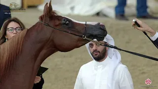 N 303 WISAL AL MAHA   22nd Qatar National 2019   Mares 7 to 10 years old Class 10A