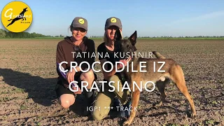 Belgian malinois IGP1 tracking. Crocodile iz Gratsiano.
