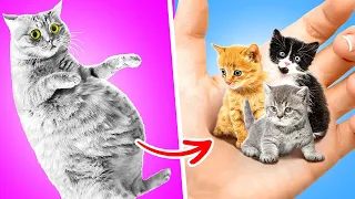 Encontrei uma gata grávida na rua!🤯😿 Dicas para donos de gatos