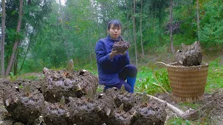 Dig up 18kg of big and round konjac，cooking into a delicious tofu挖36斤又大又圆的魔芋，做成一种美味的豆腐丨Lizhangliu