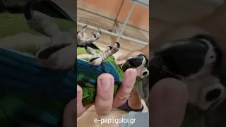 Μini macaw Maracana