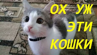 Ох уж эти смешные кошки. Про котов.Oh, those funny cats. About cats