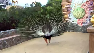 El pavo real mas impresionante del mundo