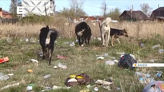 Стая агрессивных собак держит в страхе жителей Канска