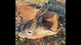 Roe buck hunting in Romania 7 Rehbock Jagd in Rumänien 7 Chasse des brocards en Roumanie 7