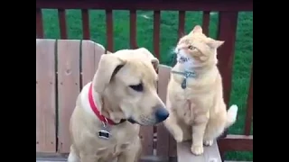 Cat Punching Dog