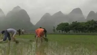 Growing Rice - Jiuxiancun, China