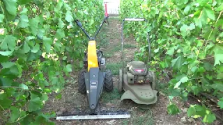 Содержание почвы на винограднике.