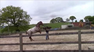 Aggressive Horse  behavior, horses that rear, strike, and kick with Mike Hughes, Auburn California