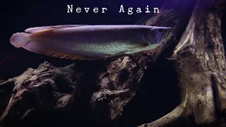 Why I Stopped Keeping Arowana Fish...